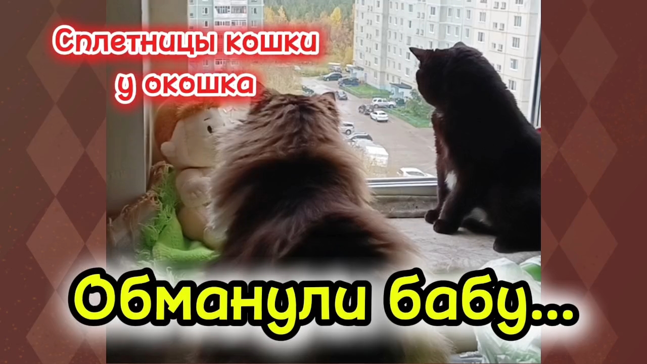 Кошки с озвучкой. смотреть онлайн