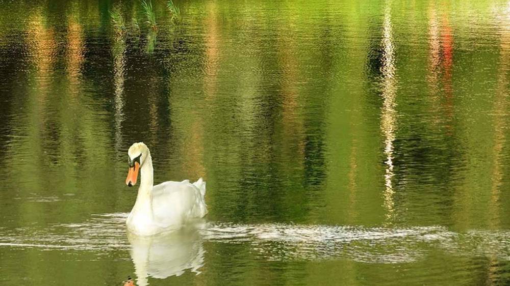 День счастливого гуся смотреть онлайн