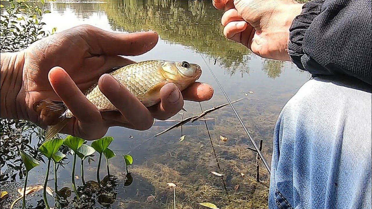 Рыбалка на Поплавок.Ловля Карася на Херабуну. смотреть онлайн