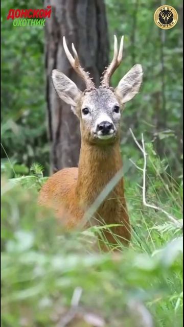 Крик в тишине .Голос от которого замирает сердце охотника смотреть онлайн