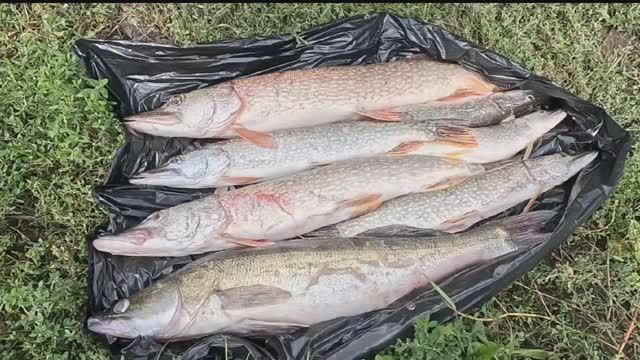 РЫБАЛКА. БАЗА ЩУКАРЬ.Алтайский край. смотреть онлайн