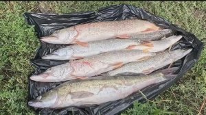 РЫБАЛКА. БАЗА ЩУКАРЬ.Алтайский край.