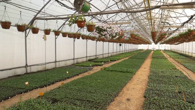 теплица смотреть онлайн