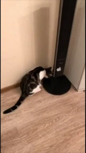 Смешные коты #82-4