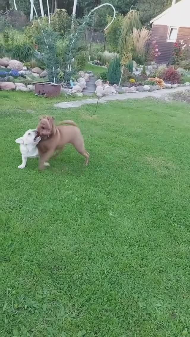 Сладкая парочка резвится на даче Бася 🤎 и Зефир🤍 смотреть онлайн