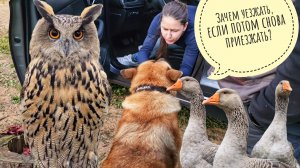 Все разъехались, а мы с совами остались осеневать. Опять синицу к неясностям занесло, а я хочу гуся