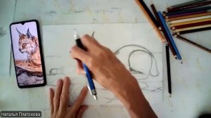 Рысь (цветные карандаши)