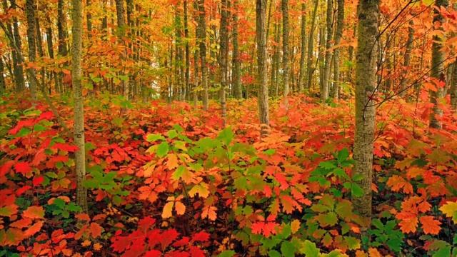 Comptine - Les Couleurs de l’Automne смотреть онлайн