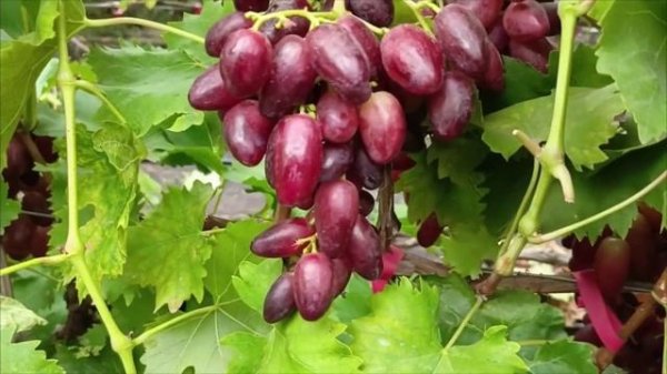 АРТЕМИДА виноград селекции Донского Казачества на 29.09.25. +79900274169, +79900274170