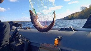 щука на троллинг (German Bandit C203) на Волге в сентябре