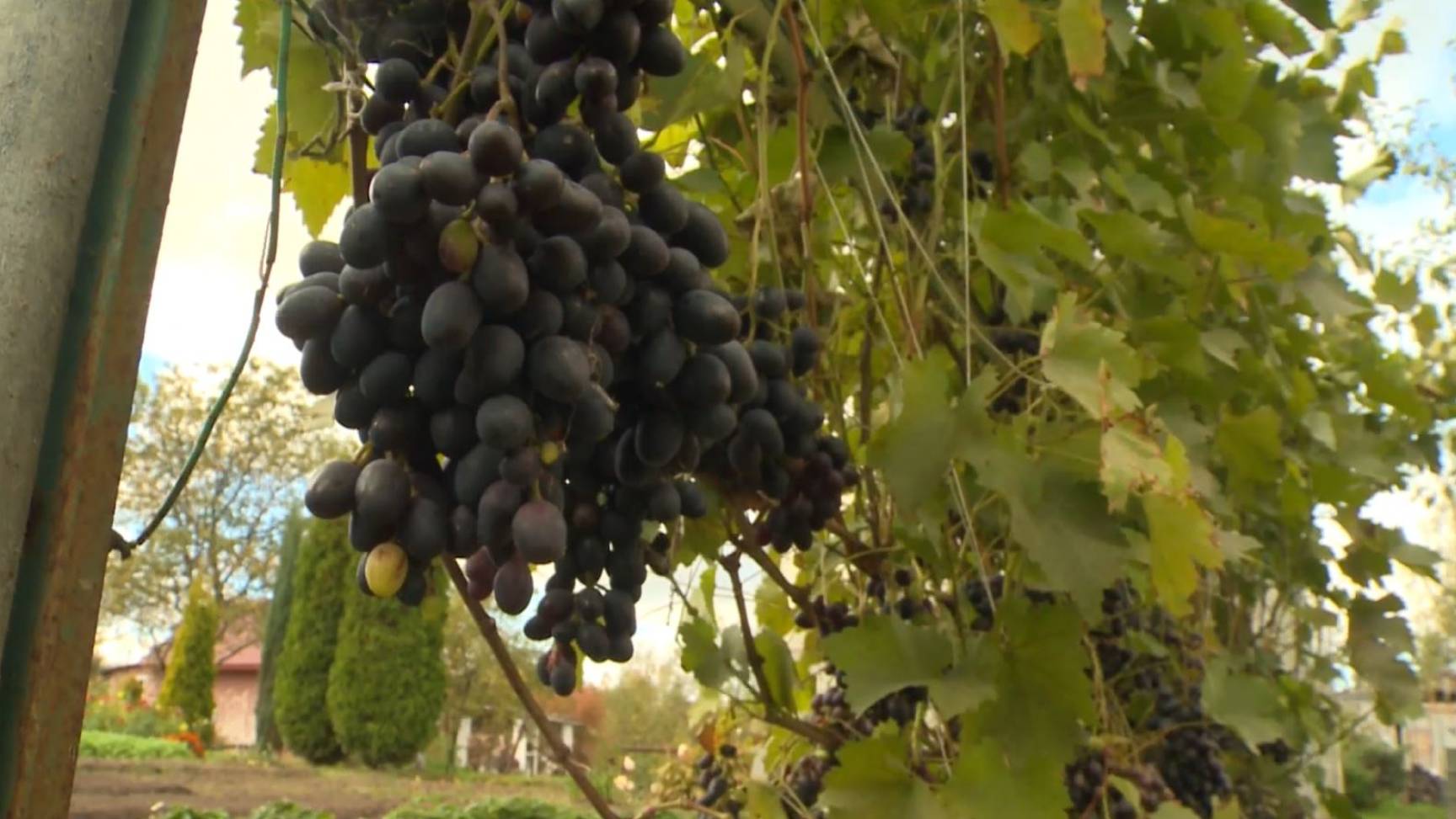 Ярославна вырастила богатый урожай винограда смотреть онлайн