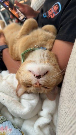 😂 СТЕКЛООМЫВАТЕЛЬ 🙀 | ПО БУЛОЧКАМ ПОСТУЧИ 🤤 | ОЗВУЧКА ОТ ROMEO 🔥 | #юмор #ОЗВУЧКА #cat