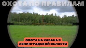 Охота на кабана в Ленинградской области. Охота по правилам (39)