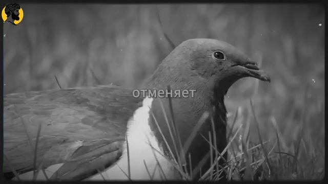 (46 УРОК) Сделай ЭТО один раз, и она больше никогда не увидит тебя прежним СТОИЦИЗМ смотреть онлайн