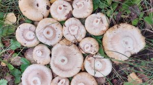 Груздей - целый океан! За грибами в лес! Жизнь в деревне!