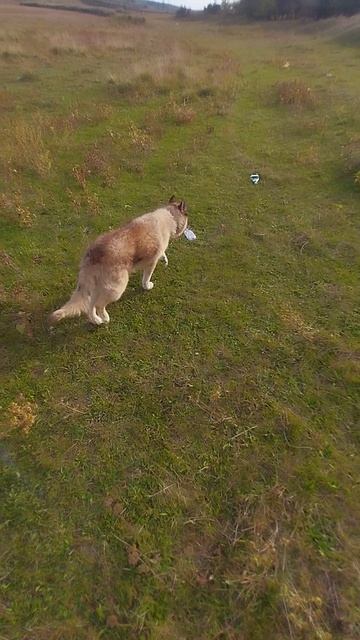 Дик собирает мусор! смотреть онлайн