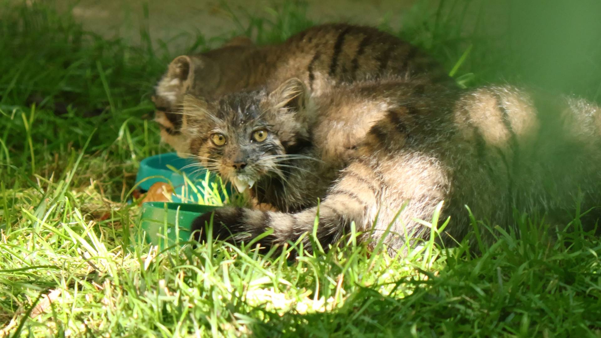 Манулята пьют молочко смотреть онлайн