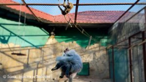 Допрыгалась Люся - разозлила Елисея! Лида помогает вожаку спустить Люсю на землю!