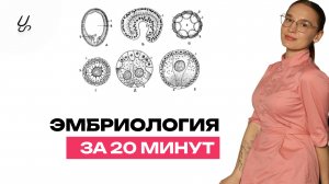 Эмбриология за 20 минут