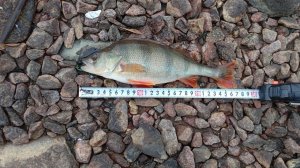 Ловля Окуня на Москва-реке.Побил Свой Рекорд по Окуню.