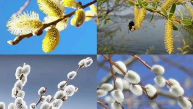 Мелодия из песни Владимира Зорина "Верба". Исполнение и видео Баталовой Елены . смотреть онлайн