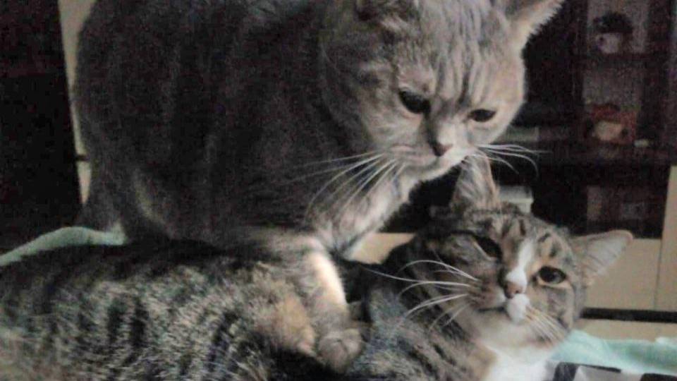 Знакомим котов, драка. Чем все закончилось...