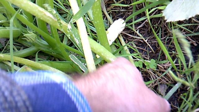 Обзор нашего кабачкового растения №4