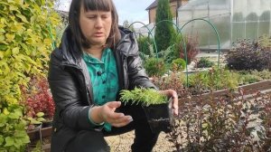 остатки саженцев