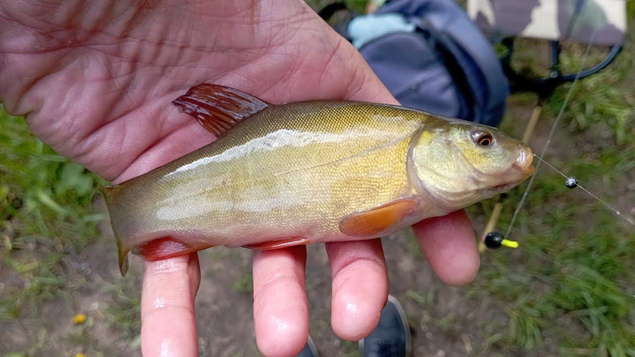 Микрофишинг.Азартная Рыбалка. смотреть онлайн