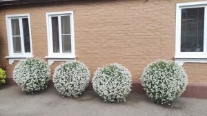 Невероятно из 1 черенка вырос огромный цветущий шар. Красота цветения алиссума СНОУ ПРИНЦЕСС.