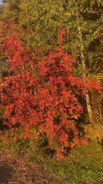 Золотая осень в Сибири смотреть онлайн