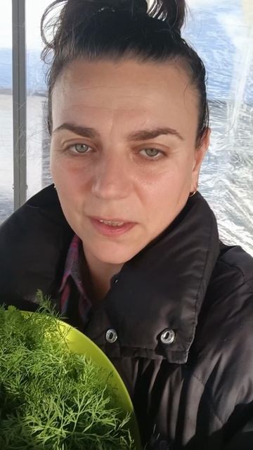 Заготовка зелени на зиму