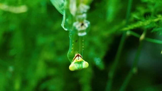 Отряды насекомых Что Если 4 БОГОМОЛА Поселить в Один ТЕРРАРИУМ？