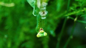 Отряды насекомых Что Если 4 БОГОМОЛА Поселить в Один ТЕРРАРИУМ？