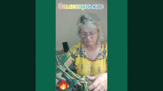 Замиокулькас