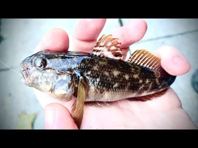 Стритфишинг Тренировка-"Летний Шабаш 2024"#мормышинг#fishing#рыбалка смотреть онлайн