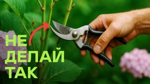 Всего Одна Ошибка И Гортензия Не Зацветёт