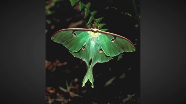 Ночная бабочка // Silva // Piano смотреть онлайн