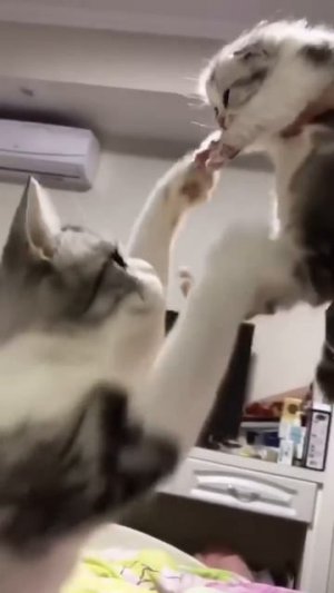 Милые животные.