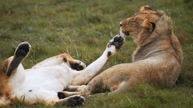 Посетите Южную Африку: Шамвари и Кейптаун смотреть онлайн