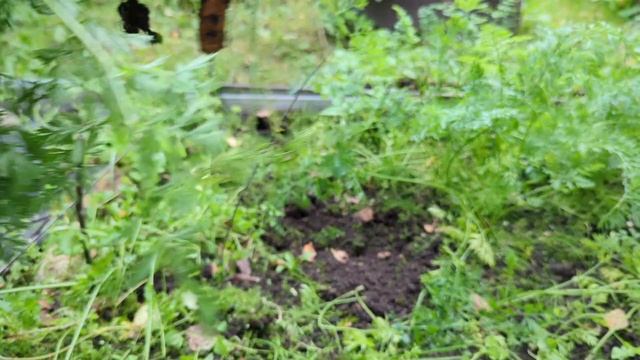 05-10-2025.Дача.Сажаю чеснок и новые хвойные.Урожай морковки😉 смотреть онлайн