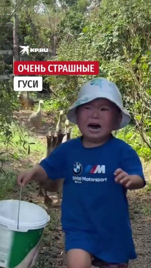 Очень страшные гуси