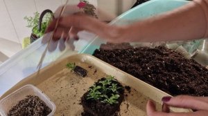 КАЛИБРАХОА УКОРЕНИЛАСЬ ПОРА ДЕЛАТЬ ПИКИРОВКУ.