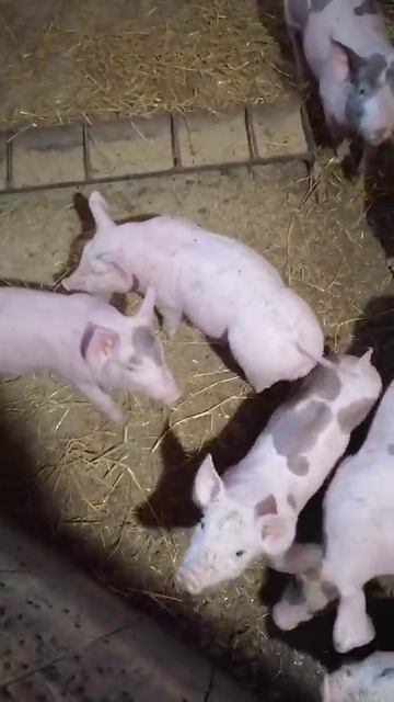 поросята пьетрен макстер на продажу