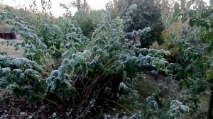 Ему стало хуже.. Вот зачем она мне.. Она открыла, я обалдела...