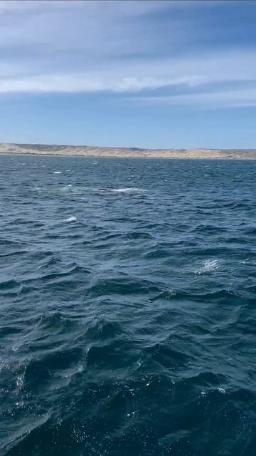 Аргентинские южные киты 🐋

#аргентина #патагония #вальдес #кит #argentina #patagonia #valdes #whale