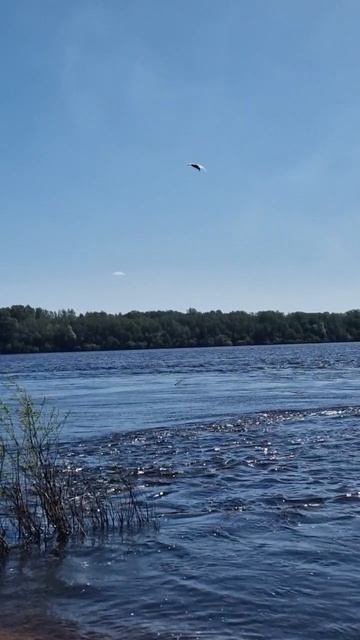 Охота чайки