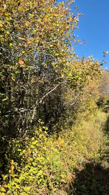 Вот такой разный боярышник