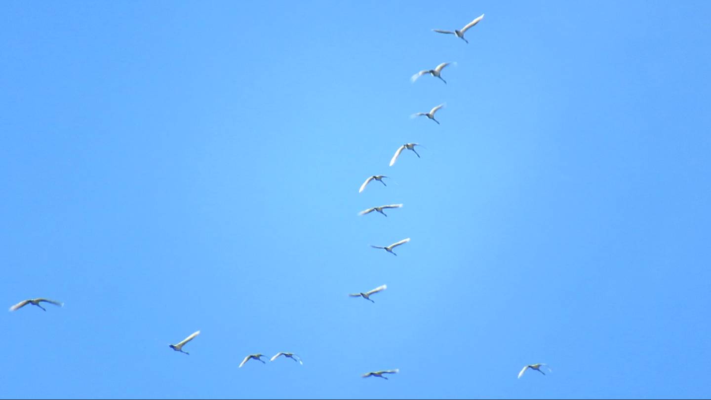 Лебеди-кликуны улетают на юг смотреть онлайн