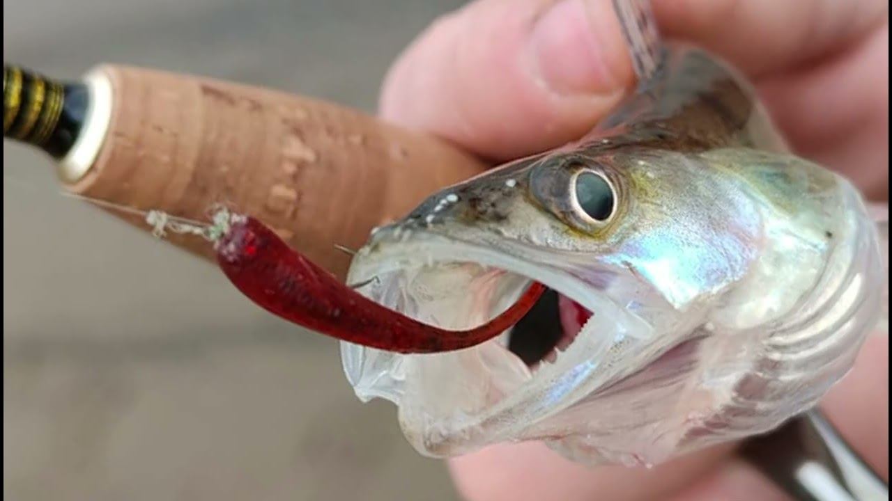 Новогодний Микроджиг"Кто в Баню,а Мы на Рыбалку"#микроджиг#мормышинг #мормоны #наноджиг смотреть онлайн